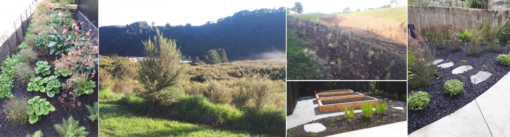 Plantmoretrees | Tree Planting Auckland, Waitakere